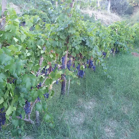 לינה וארוחת בוקר Il Giardino Di Ausonia 3*